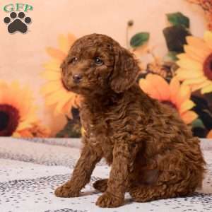 Cole, Miniature Poodle Puppy